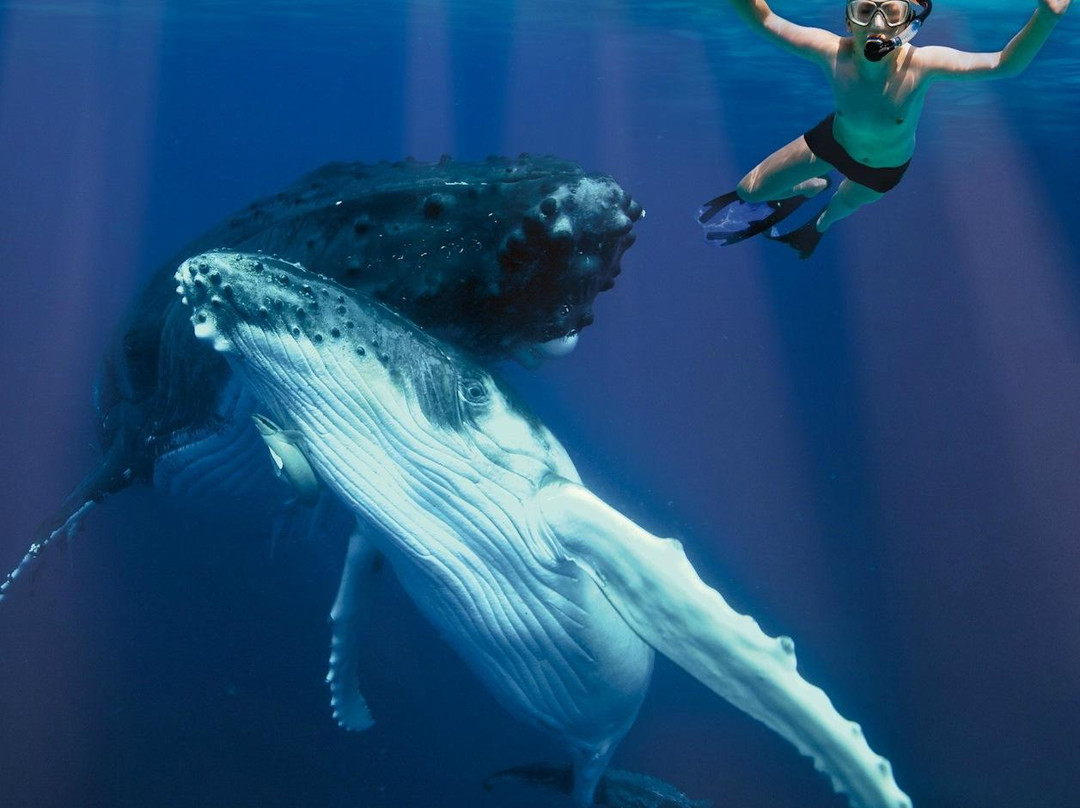 Whale Swim, Fish & Dive Tours-努库阿洛法必去景点