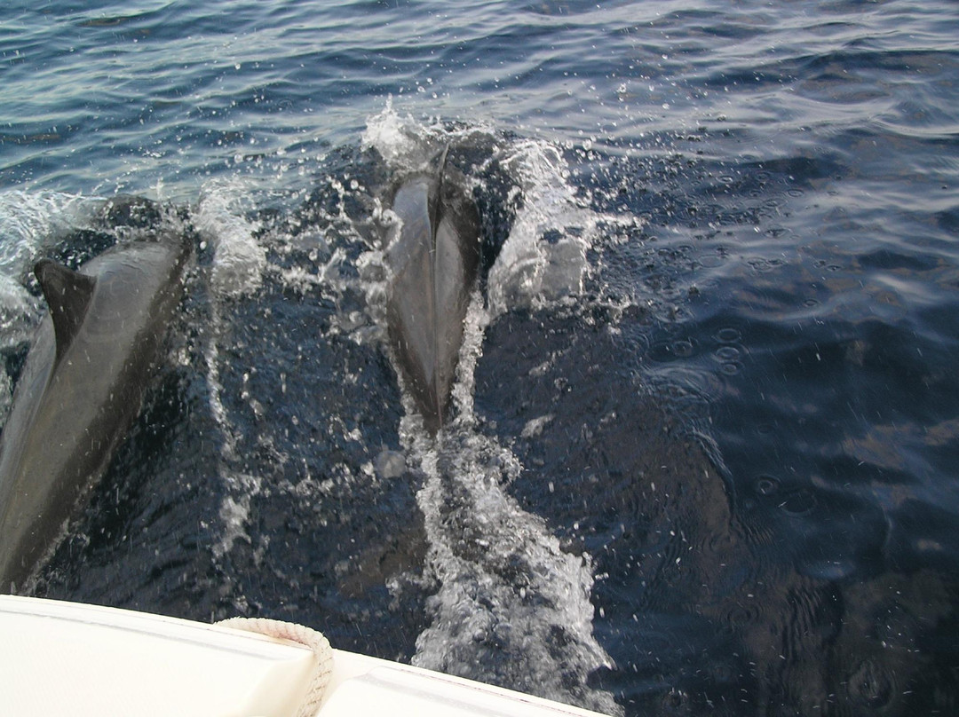 Blue Bay Bonaire-Kralendijk必去景点