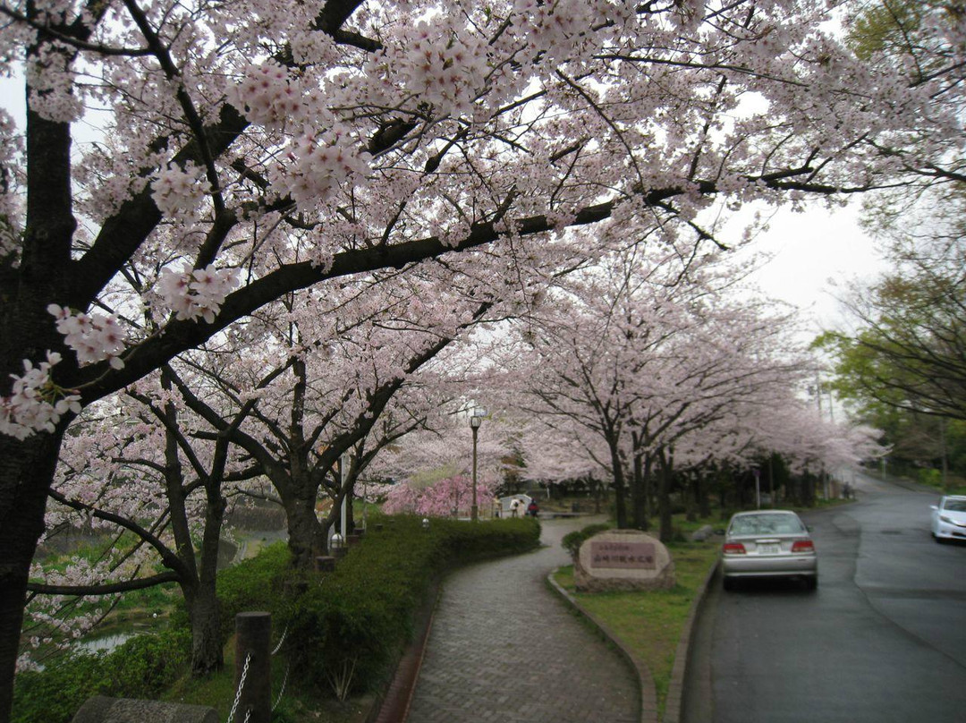 山崎川四季之道-名古屋市必去景点
