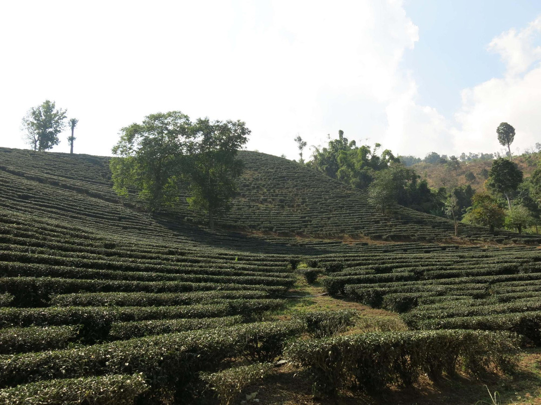 Lanna Trek-清莱必去景点
