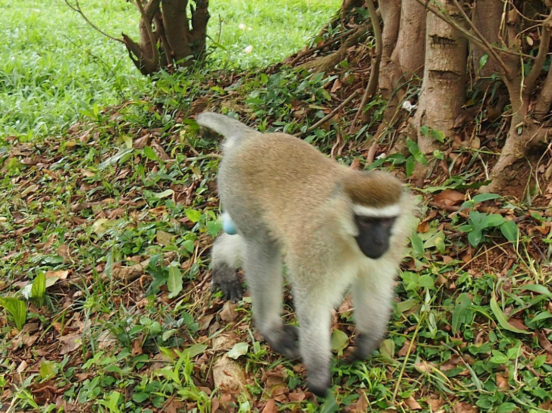 Entebbe Botanical Gardens-恩德培必去景点
