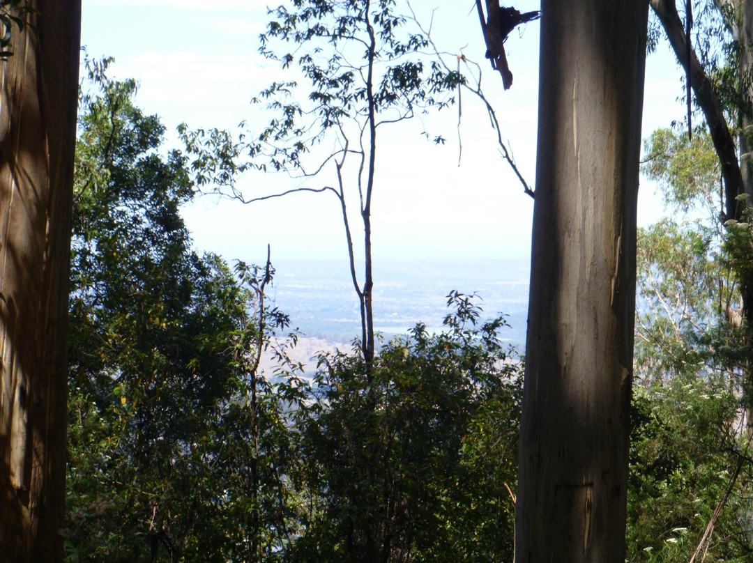 Tree Fern Gully Track-墨尔本必去景点