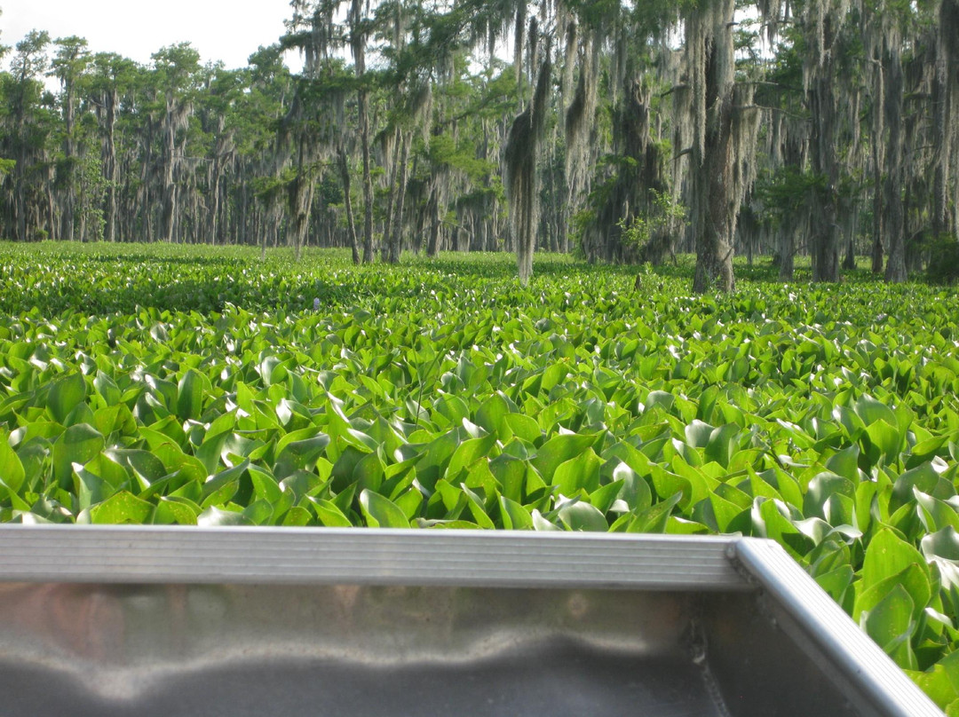 Bayou Black Airboat Swamp Tours景点图片