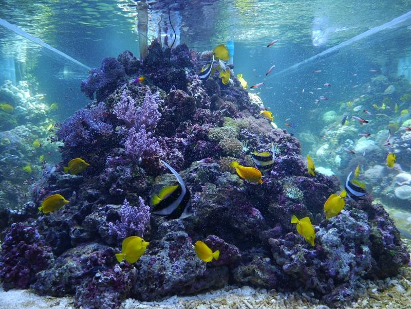 墨田水族馆-Oshiage必去景点