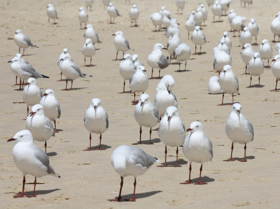 邦迪海滩-悉尼必去景点