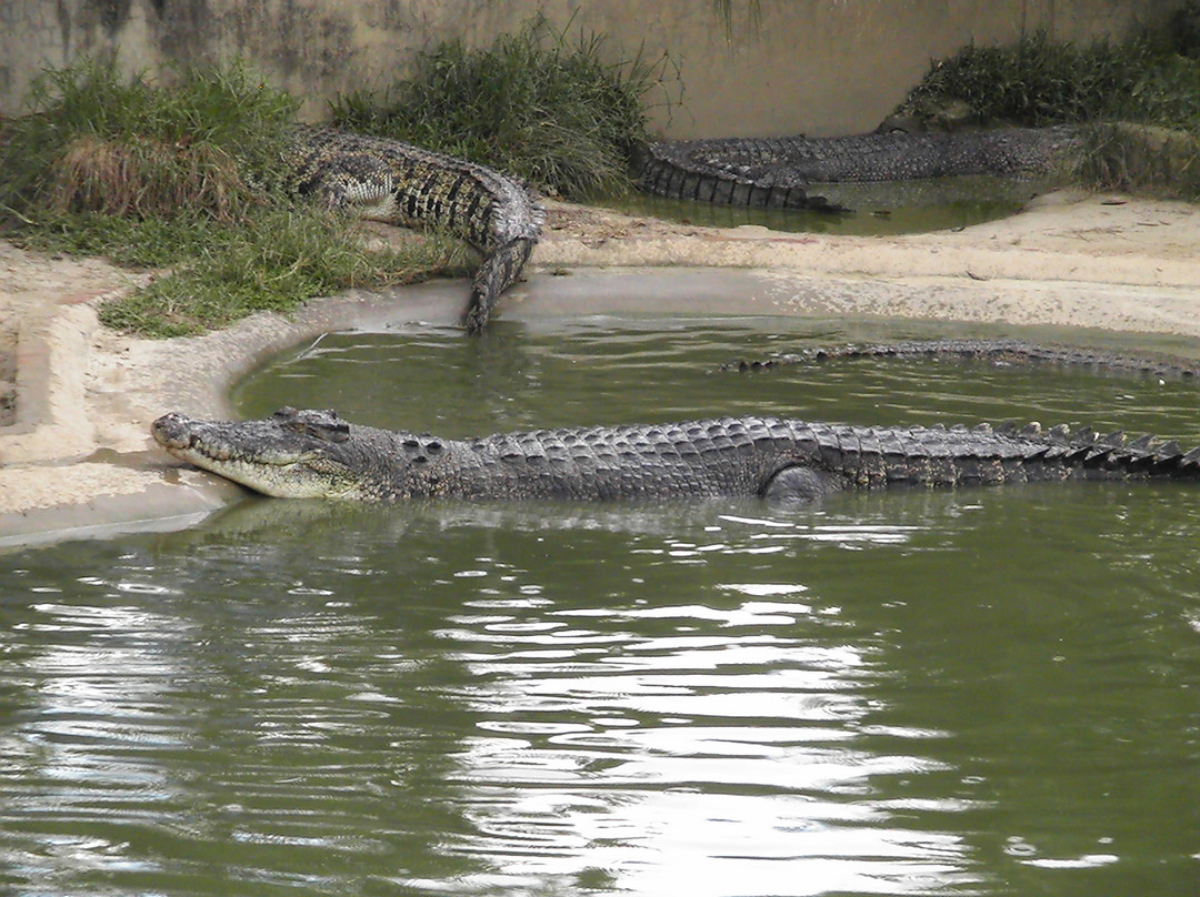 斗亚兰鳄鱼养殖场-斗亚兰必去景点