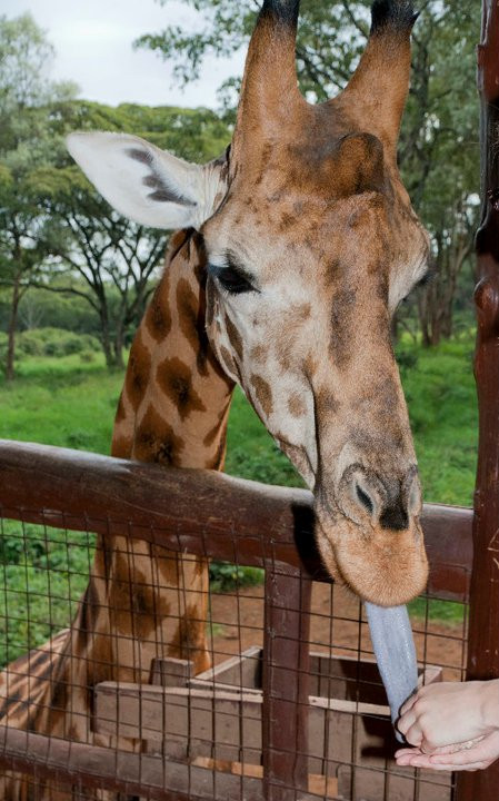 非洲濒危野生动物基金会（肯尼亚）-长颈鹿中心-内罗毕必去景点