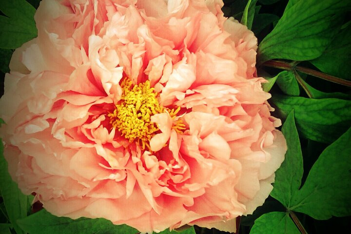 洛阳国际牡丹园-洛阳市必去景点