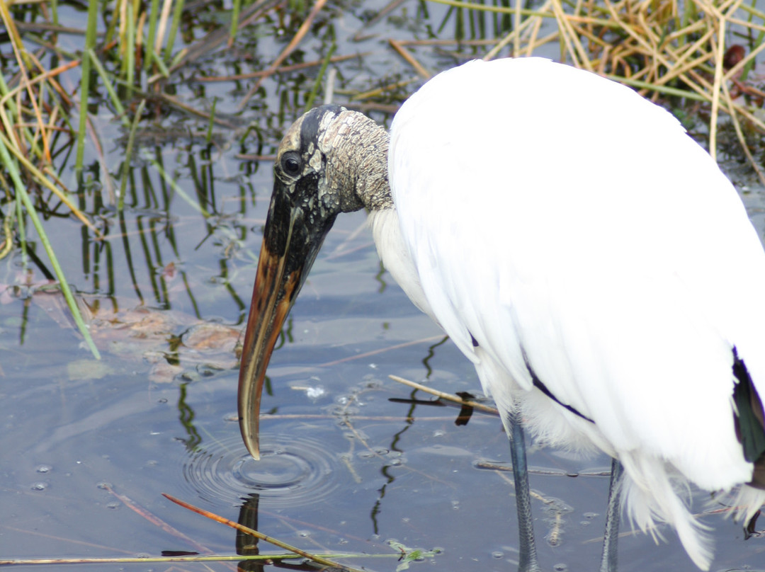 Royal Palm Visitor Center-大沼泽国家公园必去景点