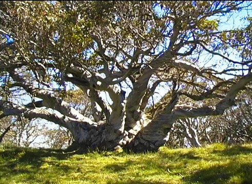 Howitt Hut camping area-Licola必去景点