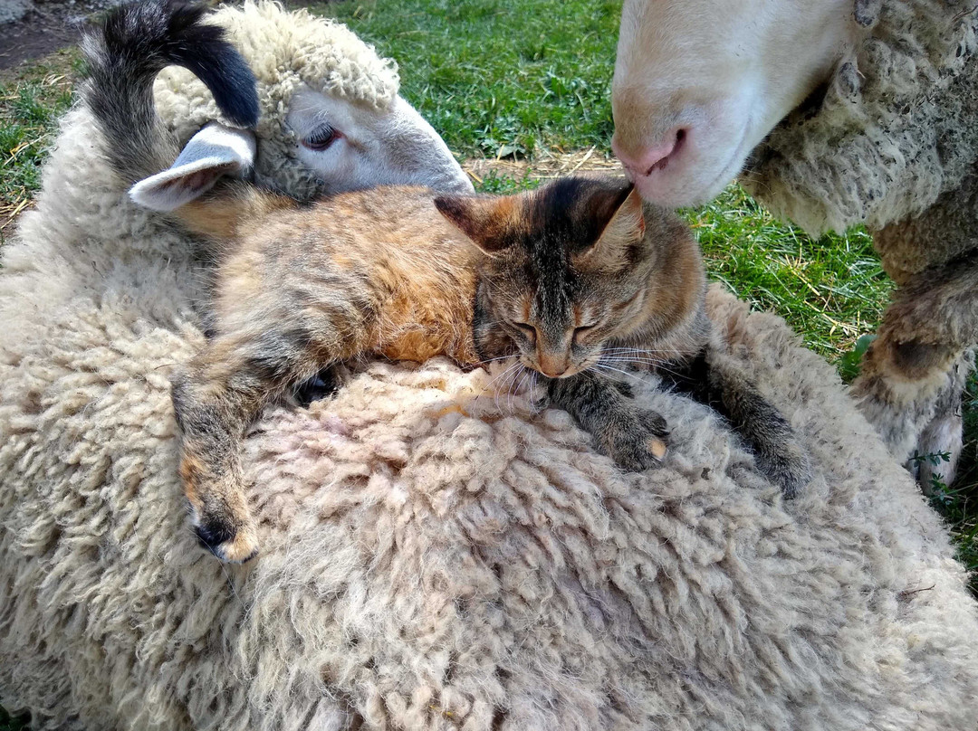 Carter Historic Farm-鲍灵格林必去景点