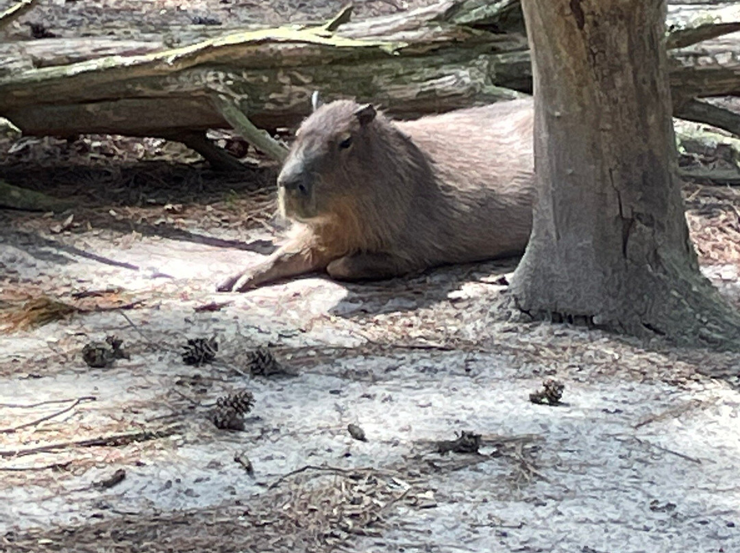 Salisbury Zoo-索尔兹伯里必去景点