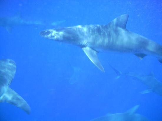 北岸鲨鱼历险记-哈雷瓦必去景点