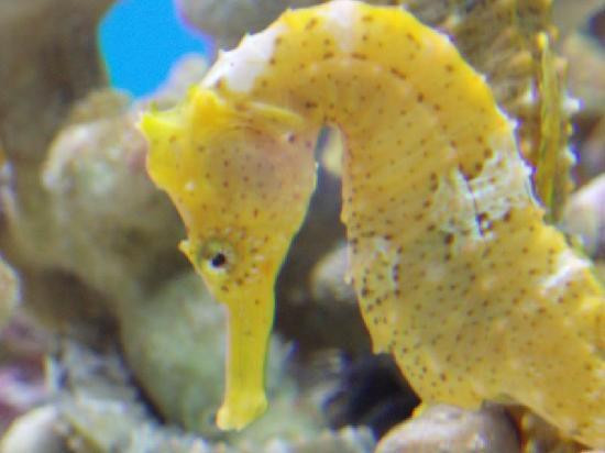 Coral World Ocean Park-Smith Bay必去景点