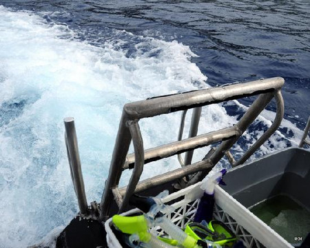 海豚发现之旅-凯鲁瓦-柯纳必去景点