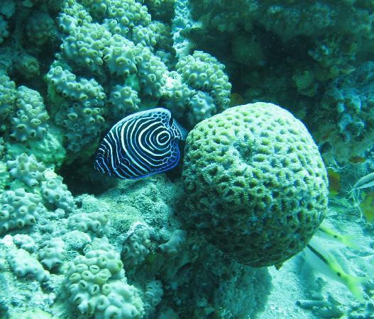 African Divers Nuweiba-努威巴必去景点