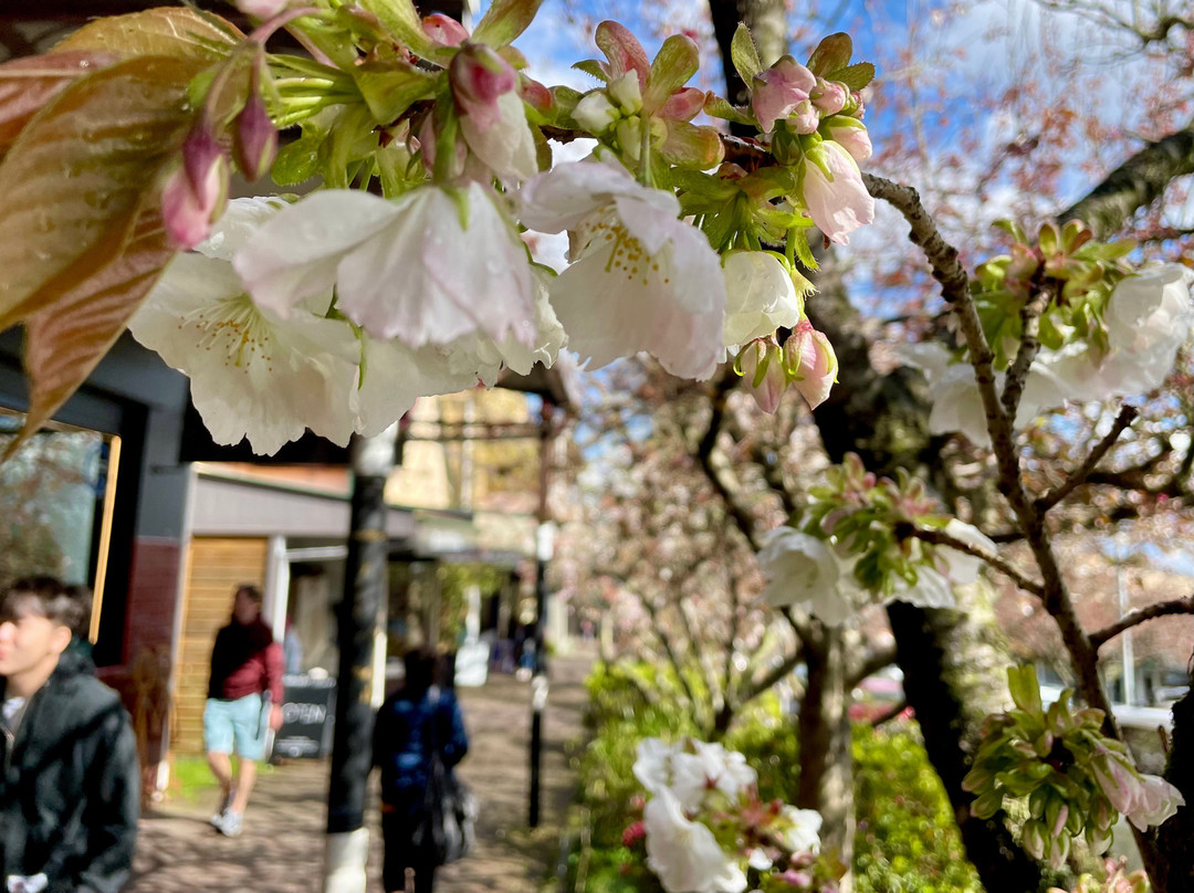 Leura Mall景点图片