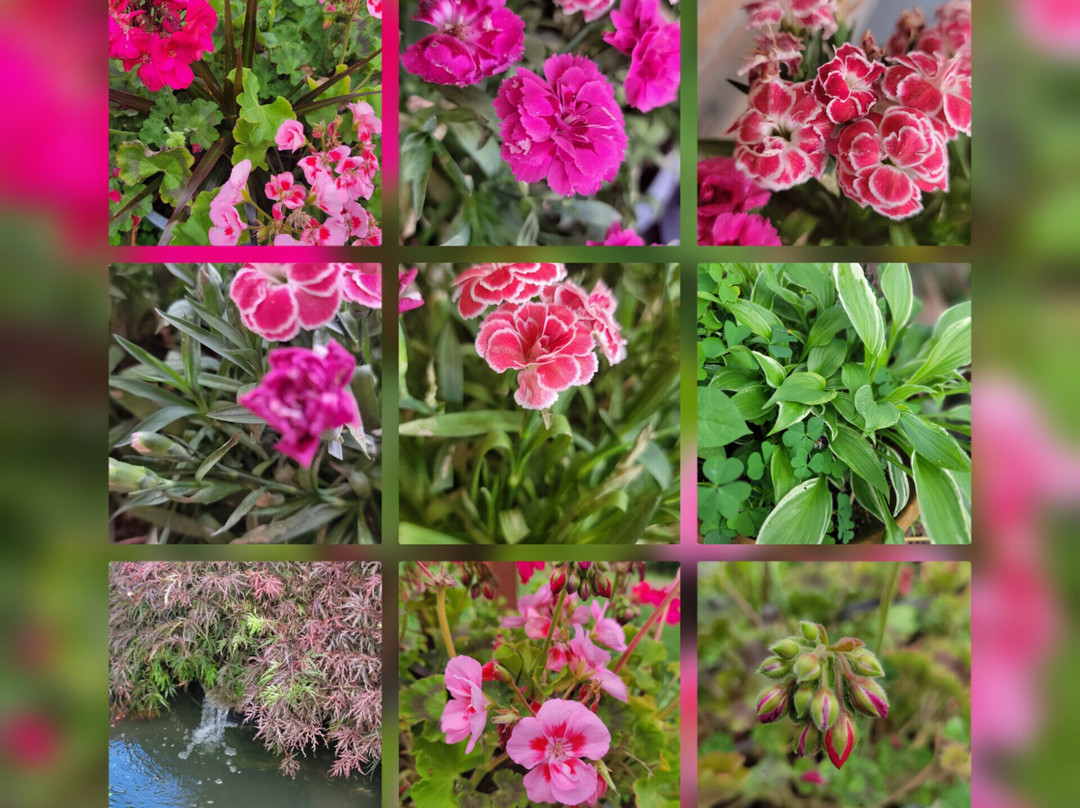 Brookside Mountain Mist Bed & Breakfast主图