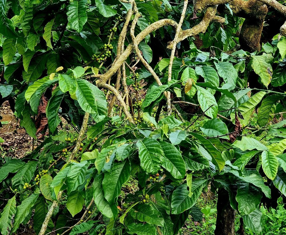 Kebun Kopi Tani景点图片