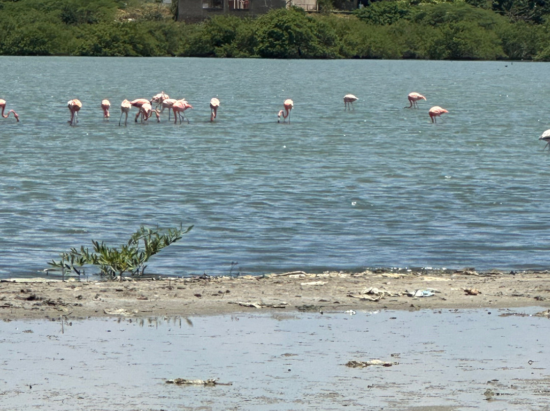 Parque Nacional Laguna de La Restinga-玛格丽塔岛必去景点