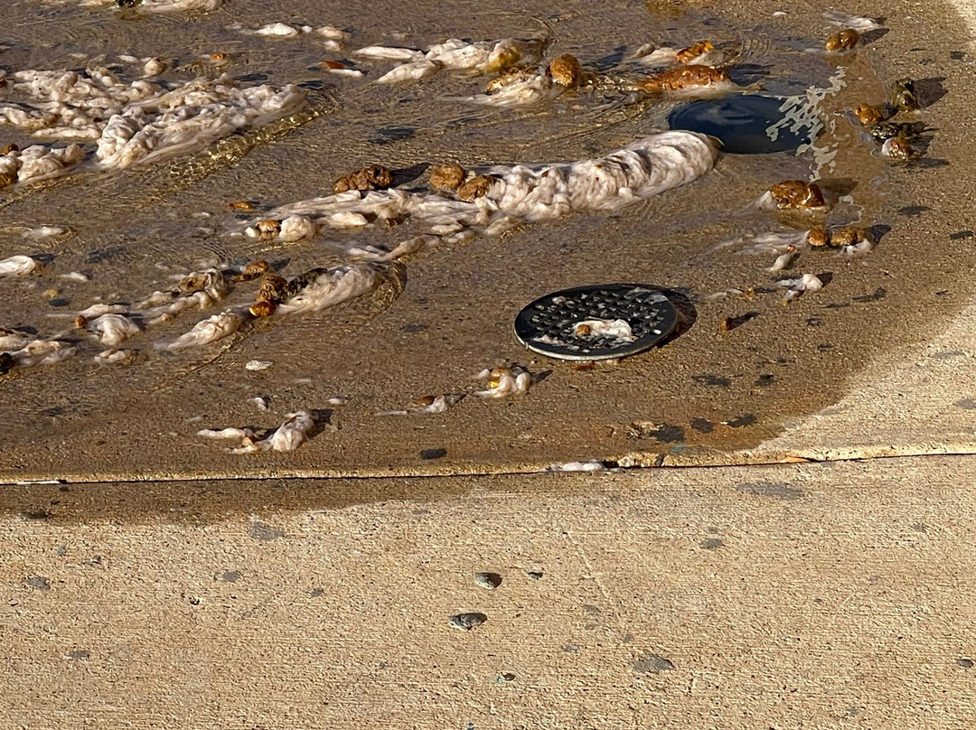 Best Western Bowie Inn & Suites主图