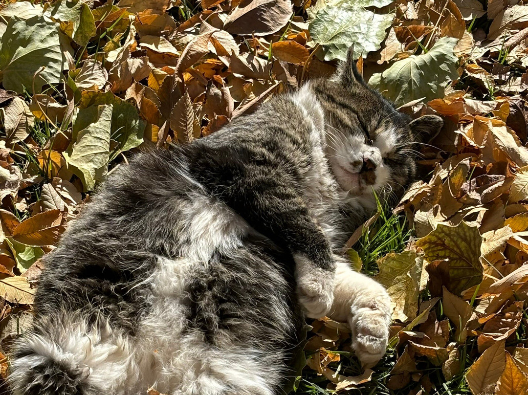 榆林窟-瓜州县必去景点