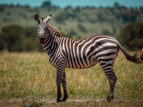 Kilimanjaro Brothers-莫西必去景点