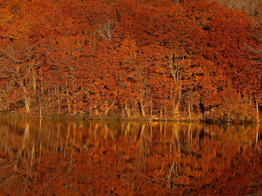 Tsutanonana Swamp-十和田市必去景点