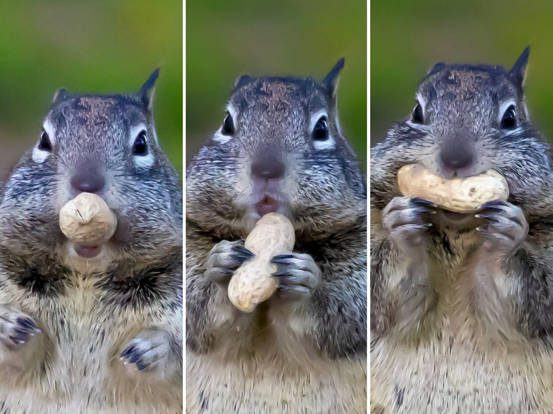 Frank G. Bonelli Regional Park-圣迪马斯必去景点