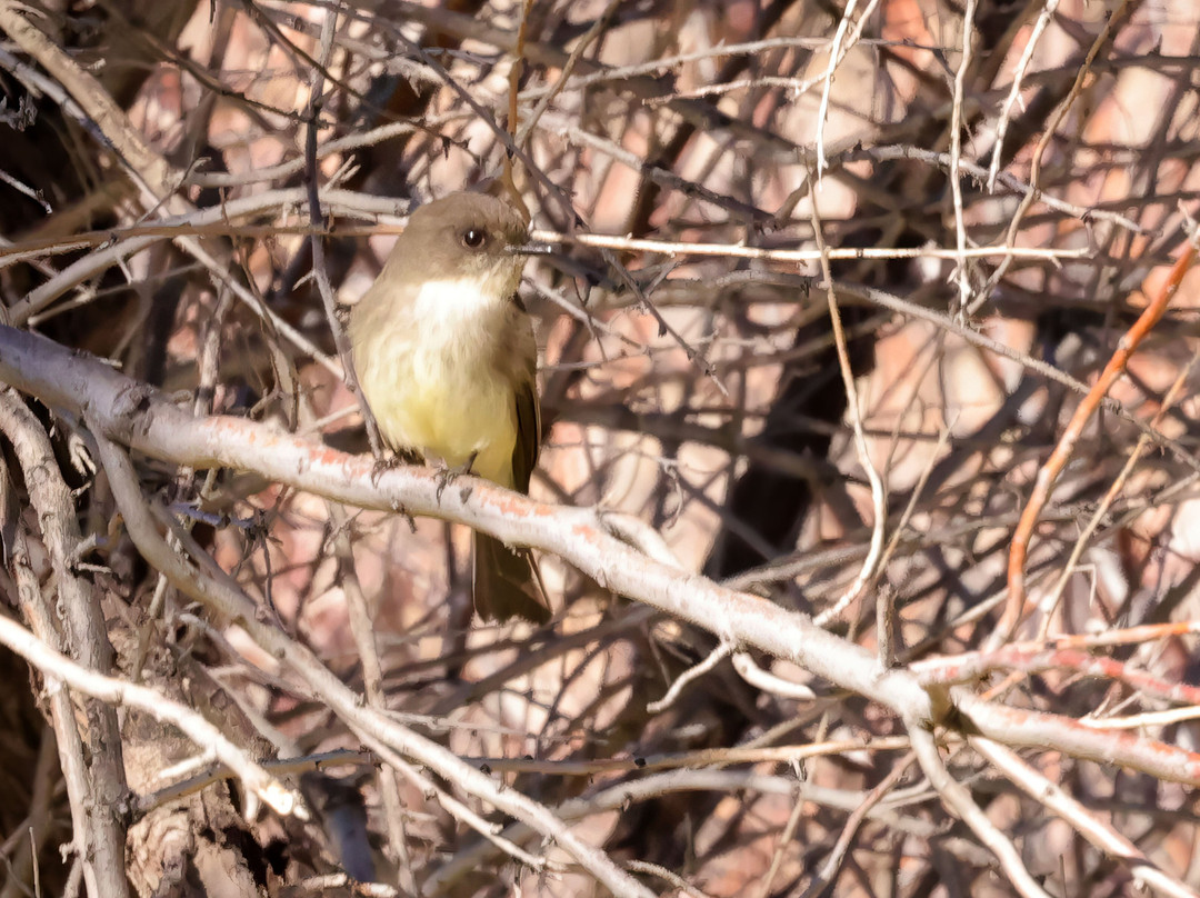 Ladd S. Gordon Waterfowl Complex - Bernardo-索科罗必去景点