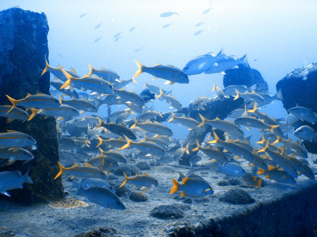 Dive Adventures-辛普森湾必去景点