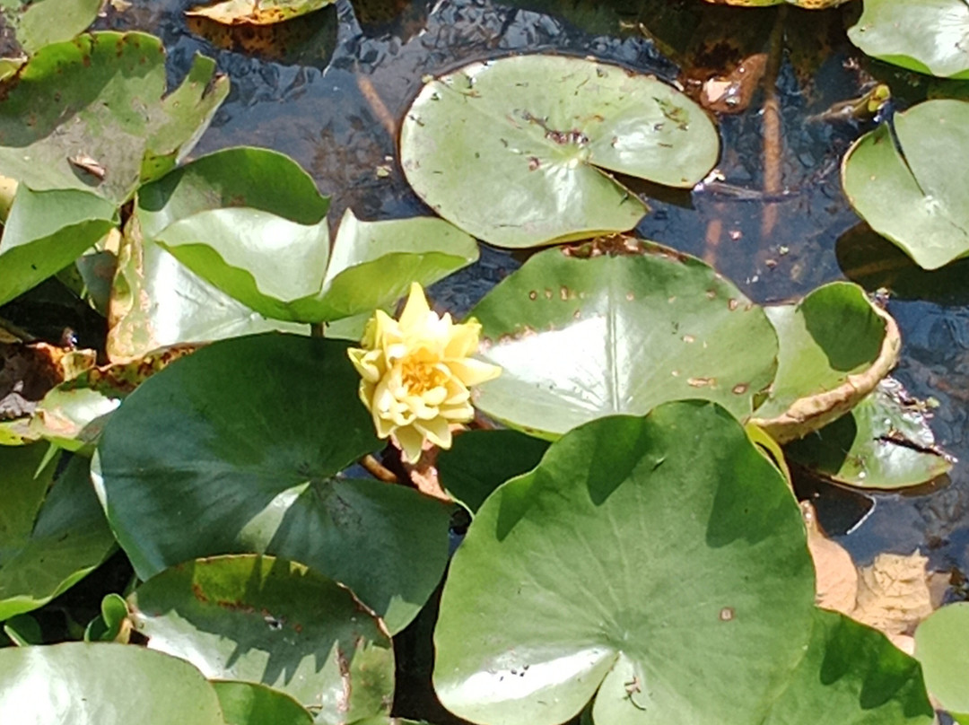 Eco Parque Conscientia Universallis-莱瓦镇必去景点