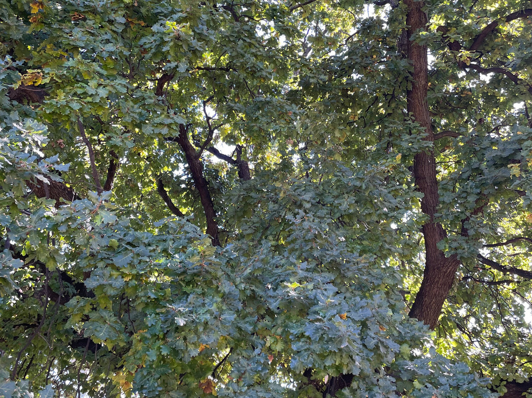 Memorial Park-Junee必去景点