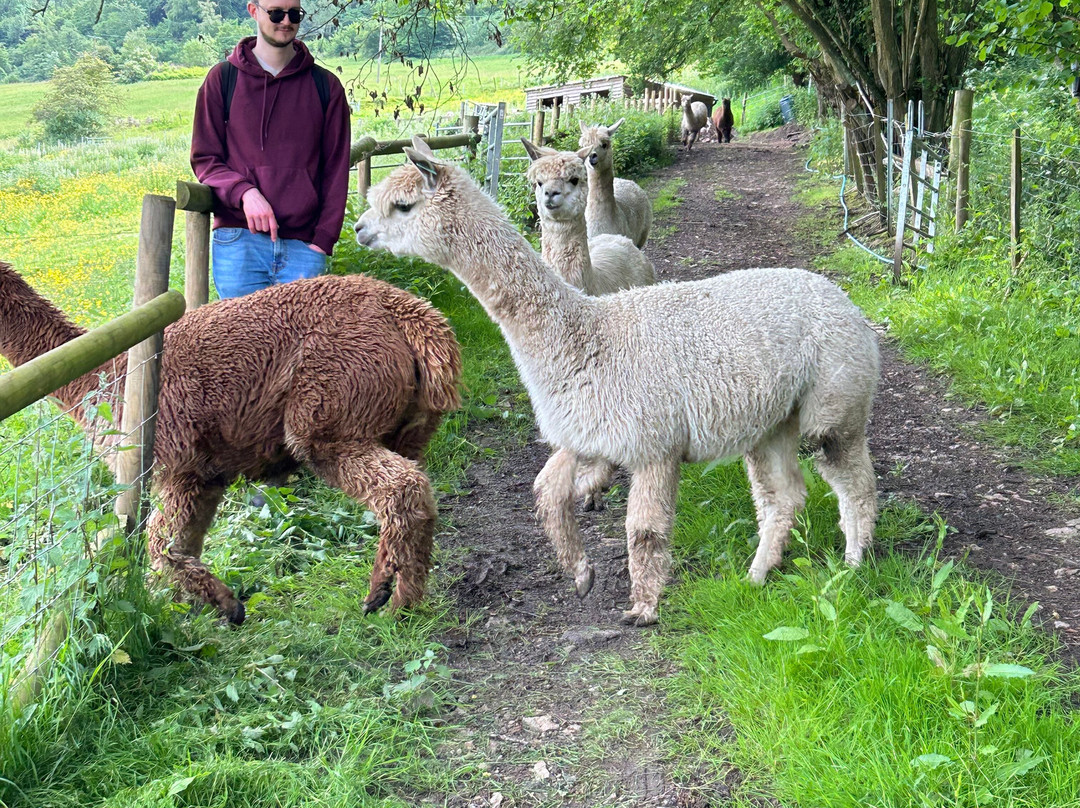 Wye Valley Alpacas景点图片