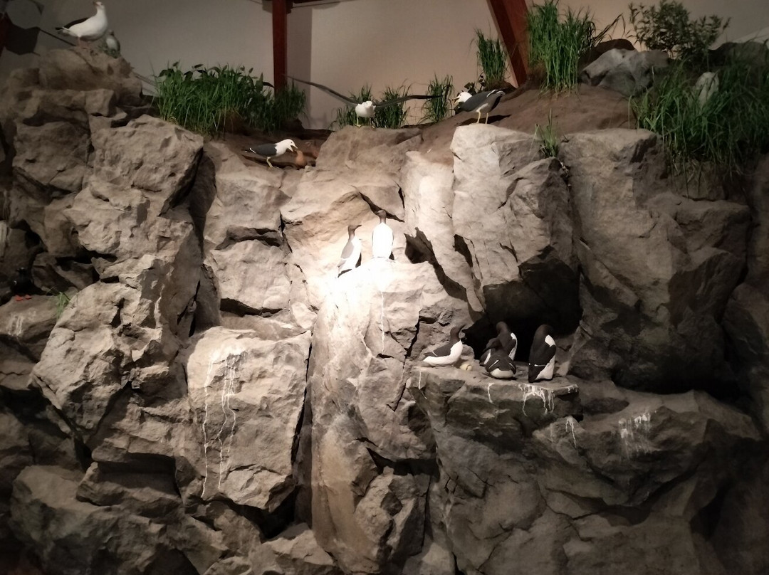 Hokkaido Seabird Center-羽幌町必去景点