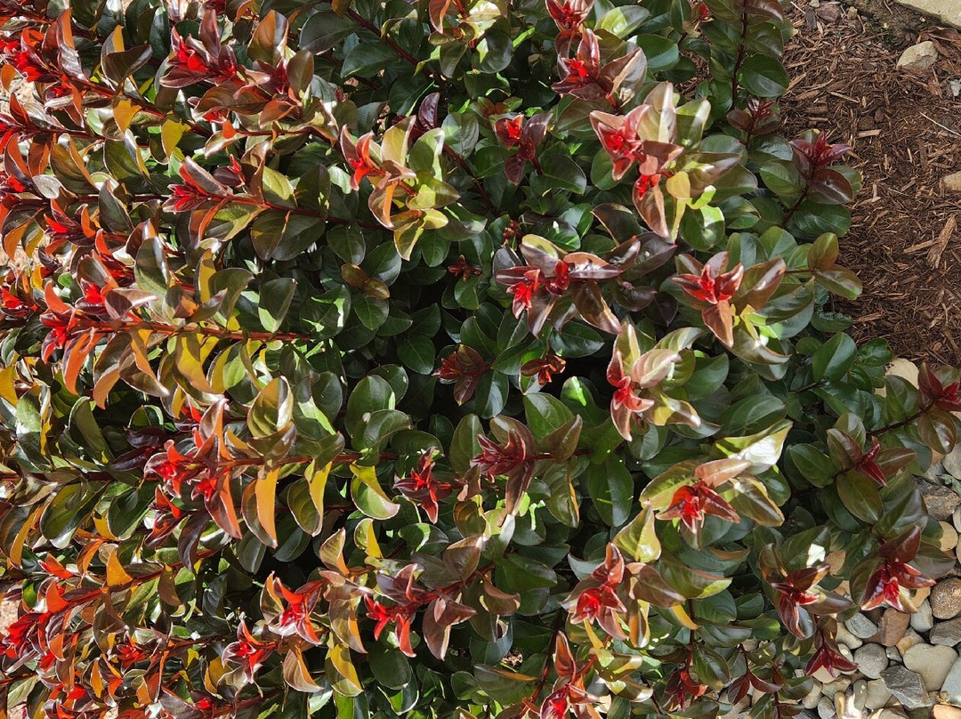 Secrest Arboretum-Wooster必去景点