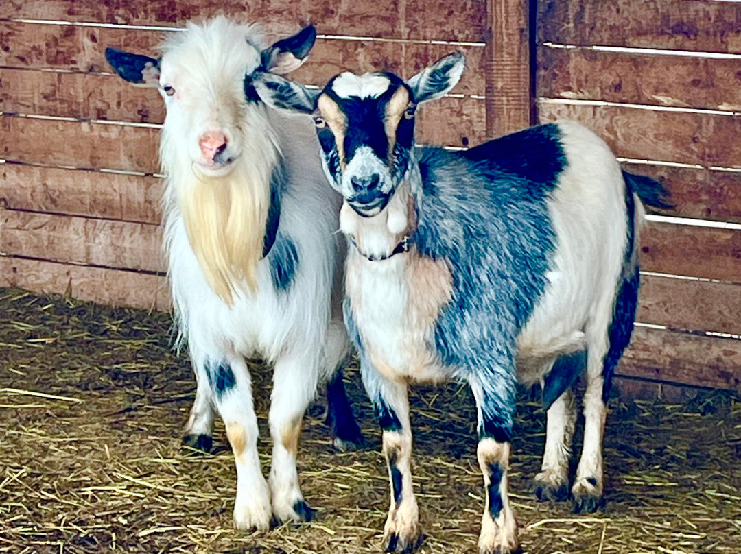 Robbins Family Farm景点图片