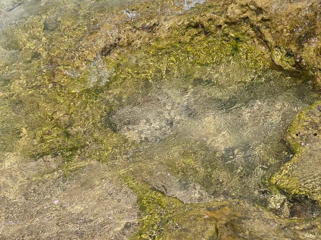 Lido Exotic景点图片