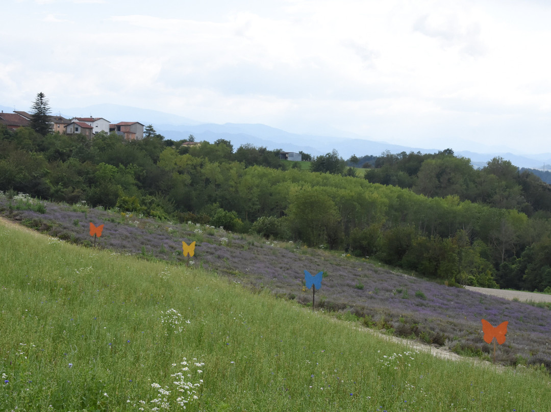 Fioritura della Lavanda景点图片