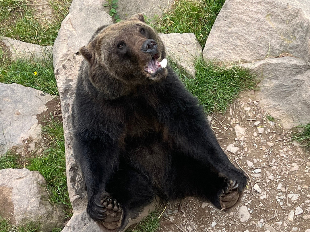 Wild- und Freizeitpark Klotten Cochem景点图片