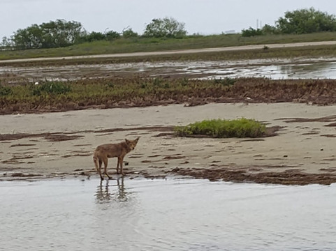 Baywatch Tours Corpus Christi LLC-科珀斯克里斯蒂市必去景点