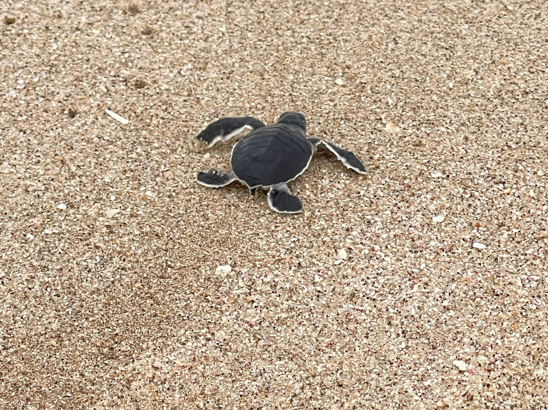 Turtle Beach-Al Hadd必去景点