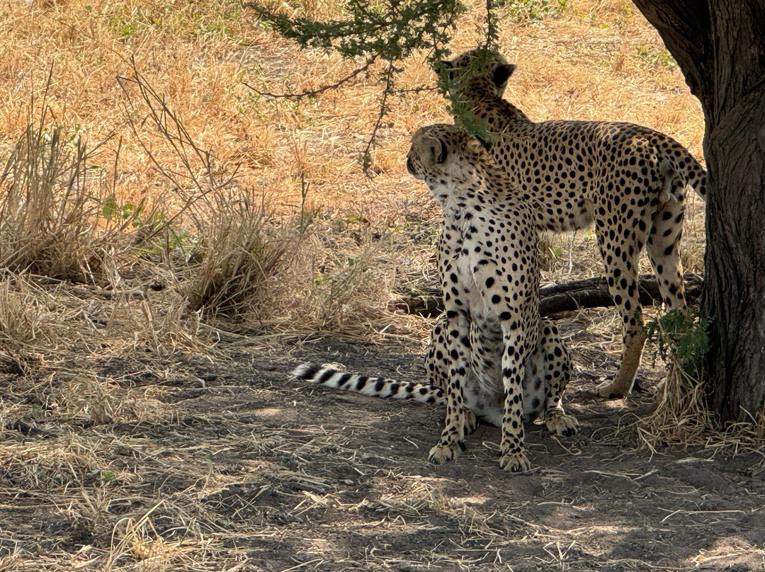 East African Safari And Touring Company-阿鲁沙必去景点