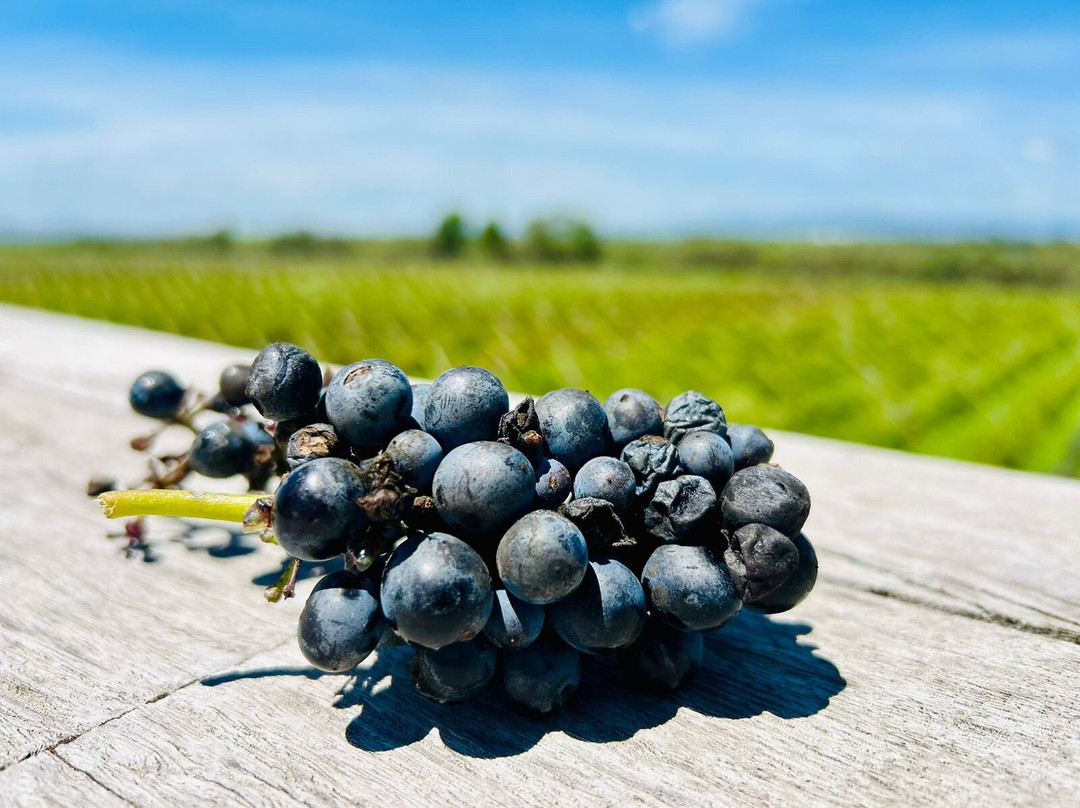 Vinedos Cuna de Tierra景点图片