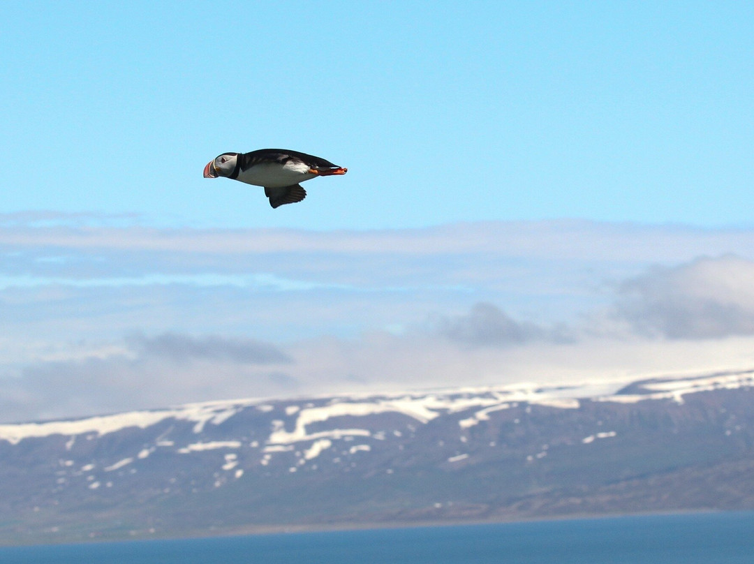 Drangey Island-Saudarkrokur必去景点