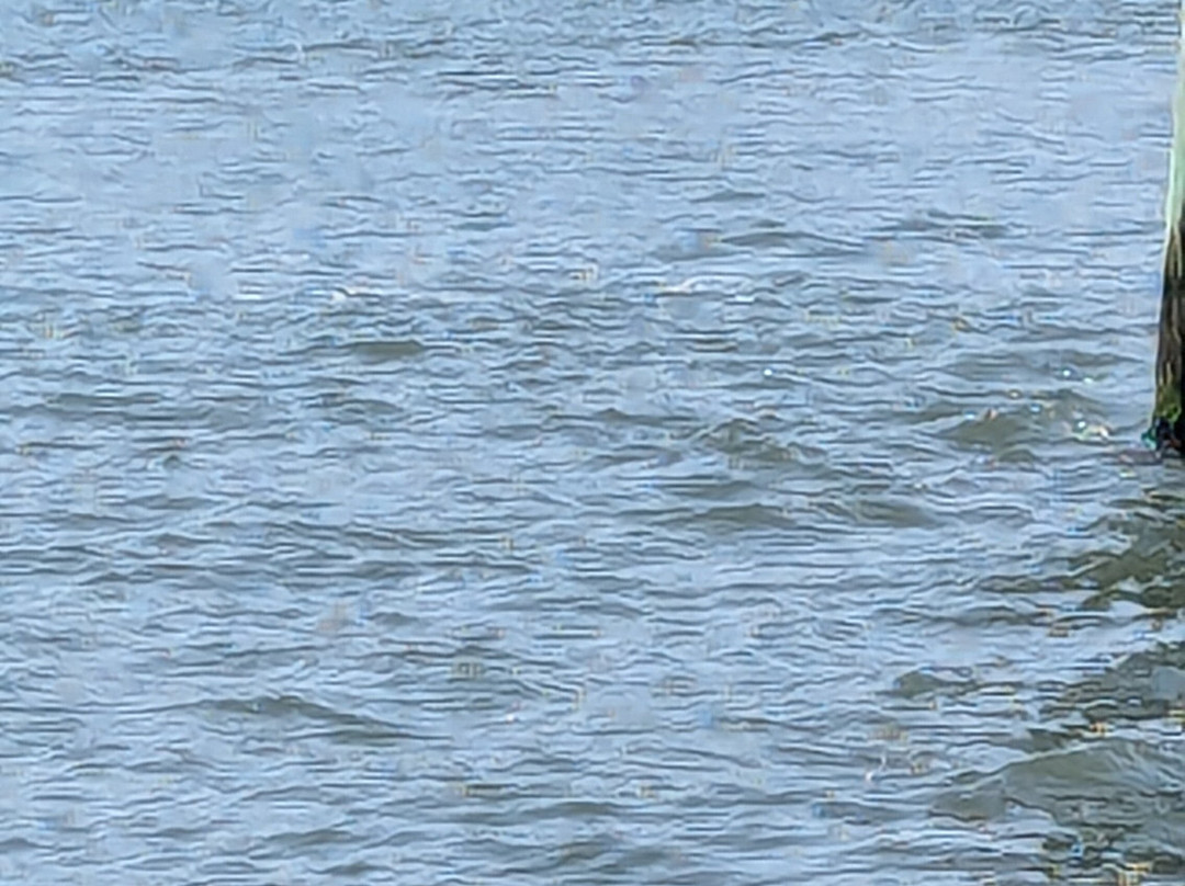 Miss Ocean City-大洋城必去景点