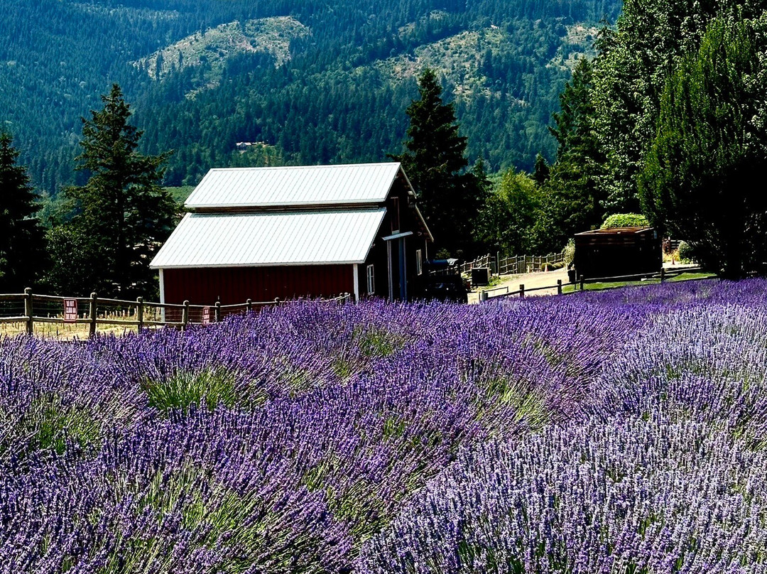 Hood River Lavender Farms-胡德里弗必去景点