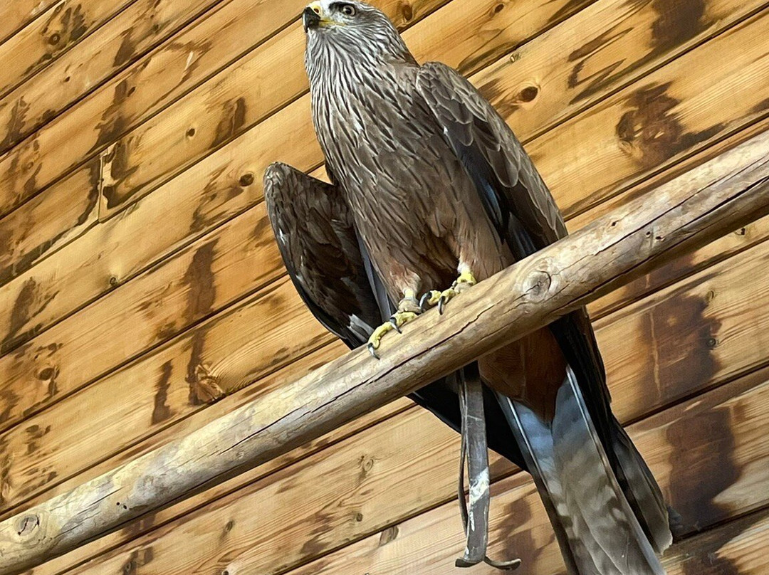 Les Aigles du Léman景点图片