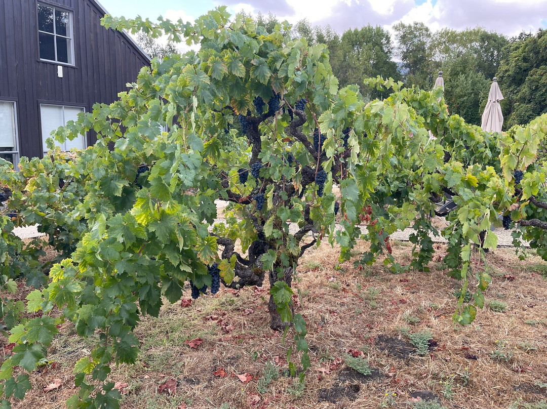 Abbot's Passage Winery and Mercantile景点图片