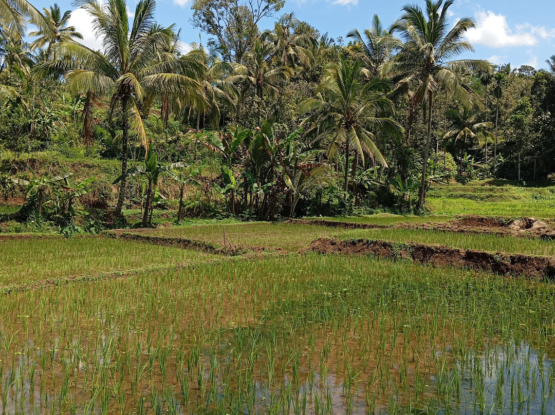 Javanese Vacation-Yogyakarta必去景点